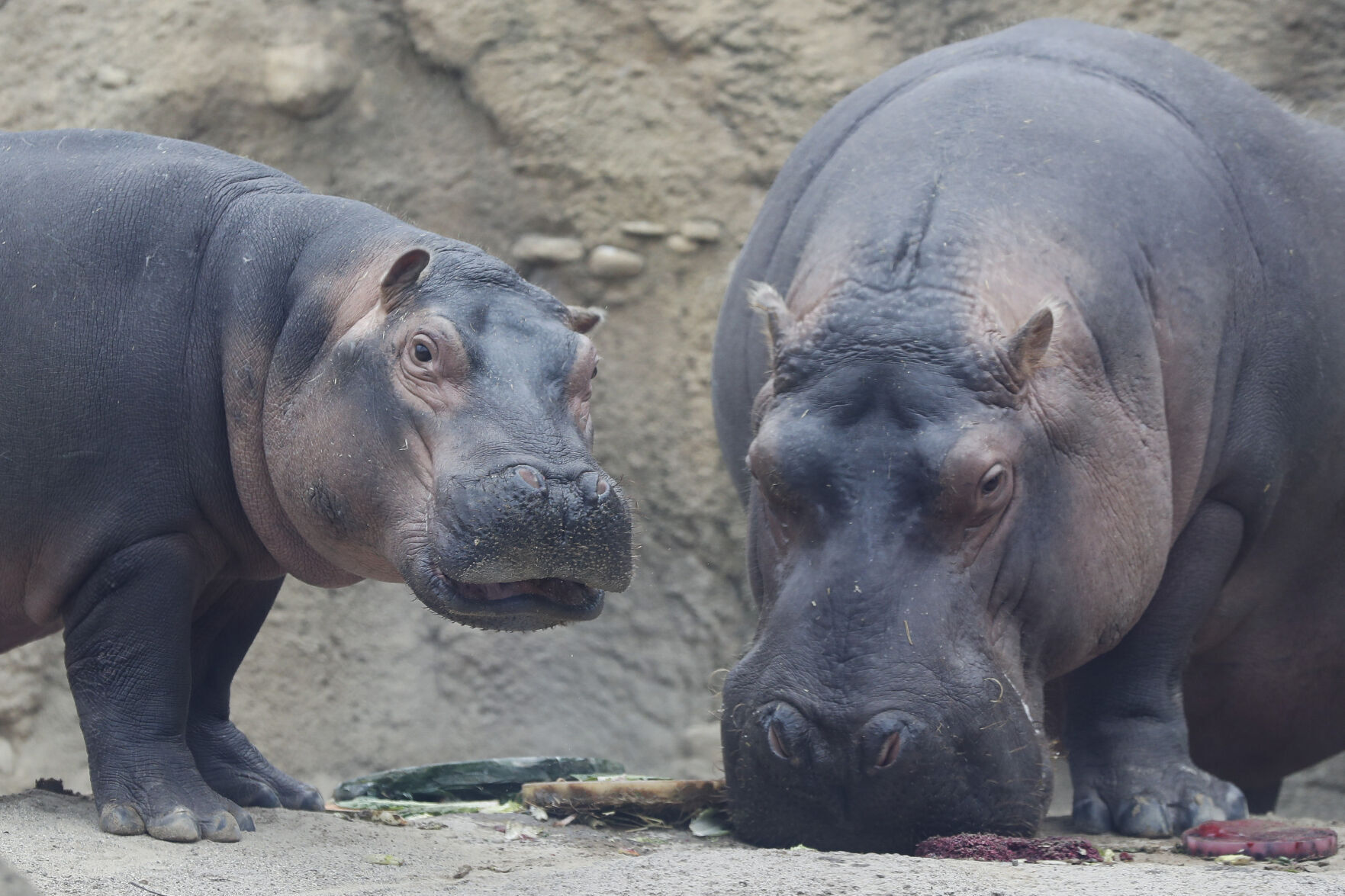 Fiona and Bibi